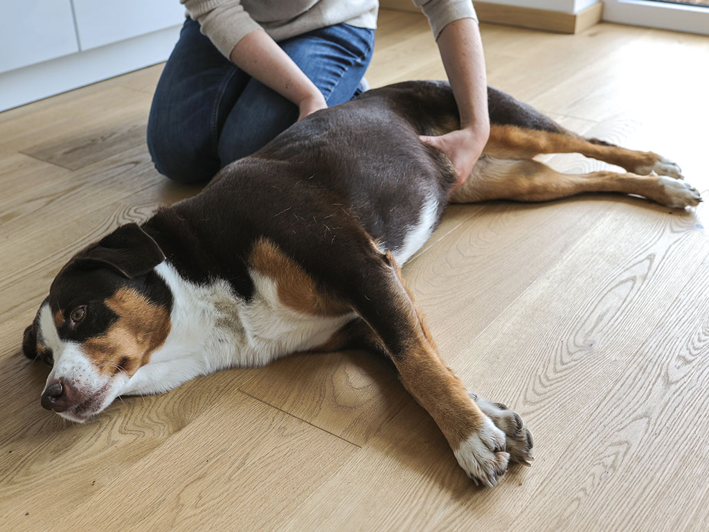 Osteopathische Behandlung an Hund