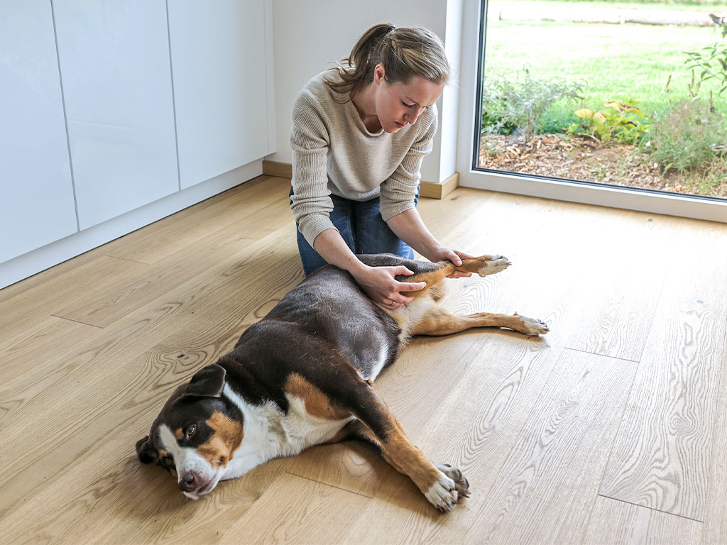 Osteopathische Behandlung an Hund