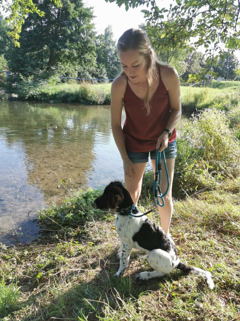 Welpe Hund Kleiner Münsterländer