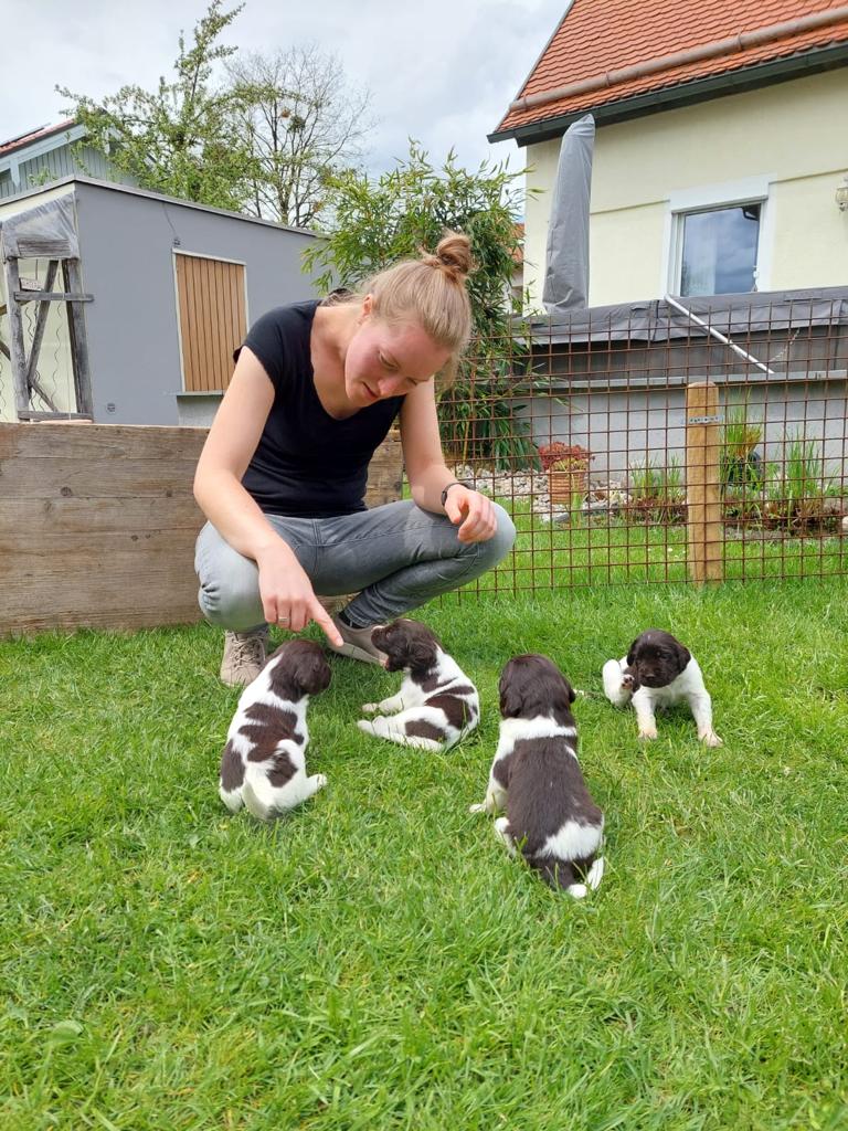 Welpe Hund Kleiner Münsterländer